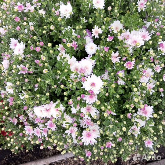 Хризантема мультифлора