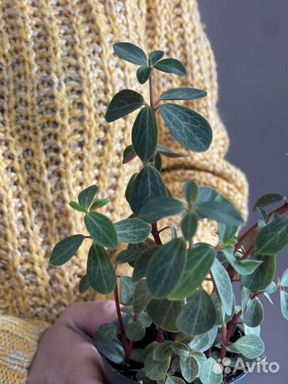 Пеперомия ред лог d8