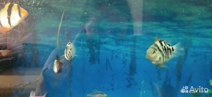 Сапфировый попугай, рыбки