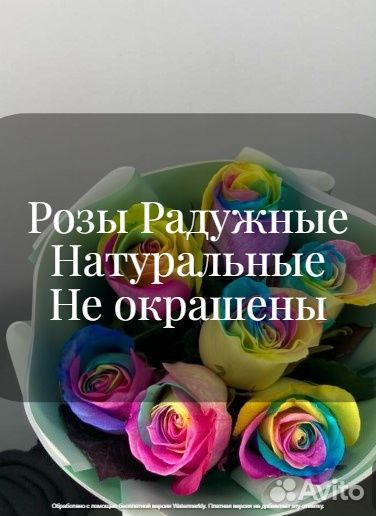 Розы Радуга Москва мо