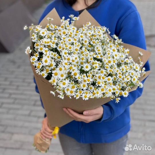 Цветы ромашки. Букеты ромашек. Ромашки. Цветы