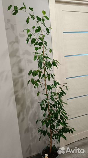 Фикус бенджамина