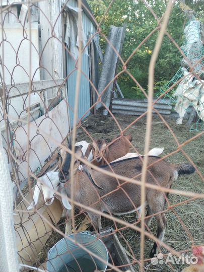 Нубийские козочки