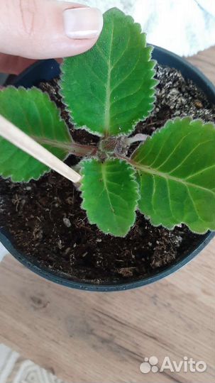 Глоксиния (клубни)