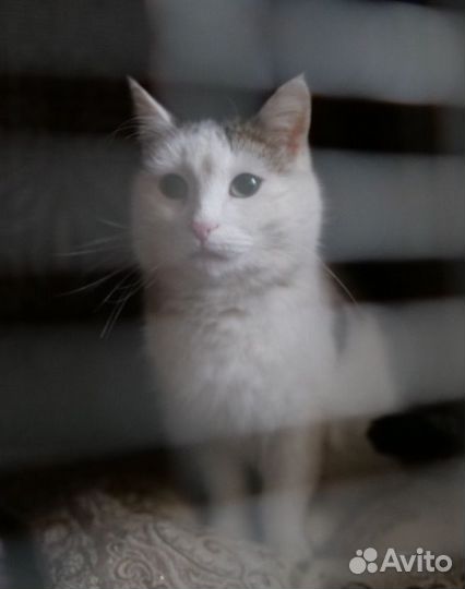 Кошка. Нужен дом