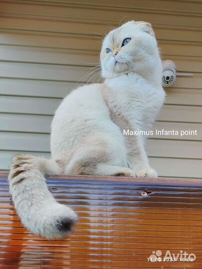 Титулованный кот, золотой пойнт WCF