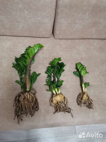 Замиокулькасы разных сортов