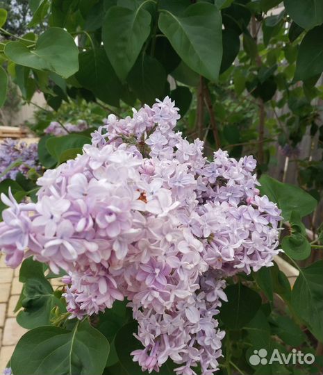 Белая сирень, махровая сирень, Малиноклен