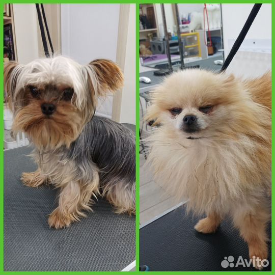 Стрижка собак и кошек. ЖК Волгарь