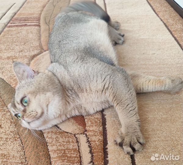 Шотландский кот вязка