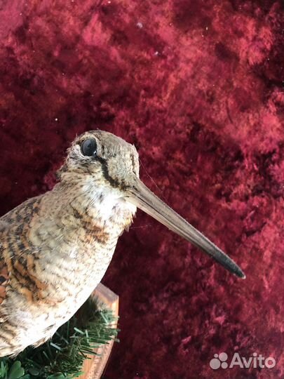 Чучело «Вальдшнеп»