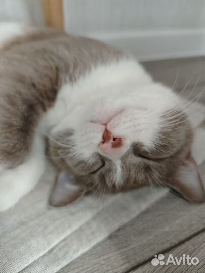Отдам бесплатно котика