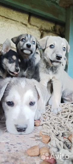 Щенки метисы хаски