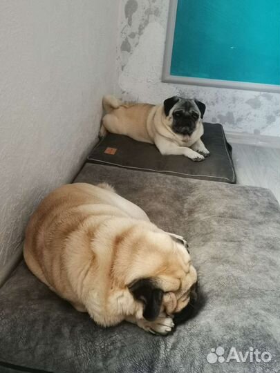 Передержка собак