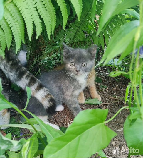 Отдам котят в добрые руки