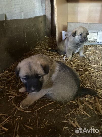 Щенки в добрые руки даром