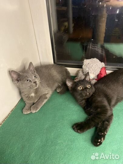 Особенные котята