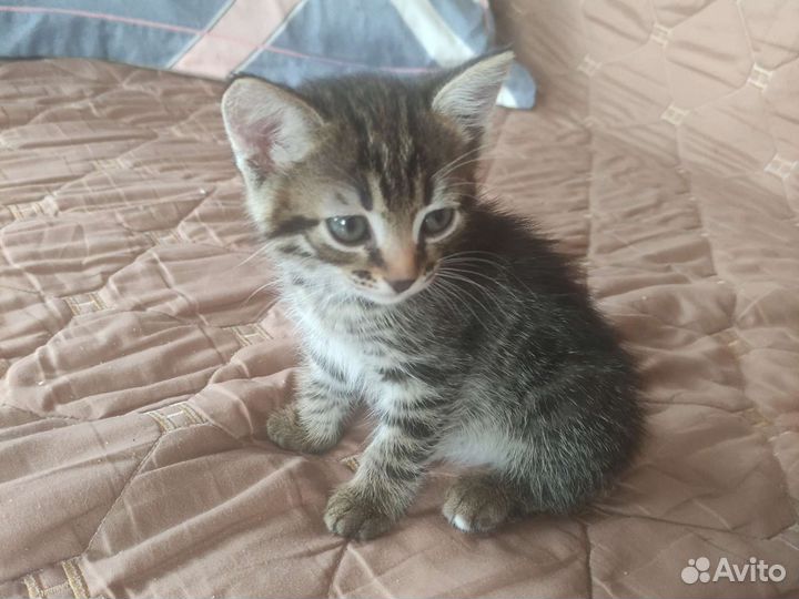 Кошка в дар бесплатно