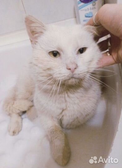 Белый котик