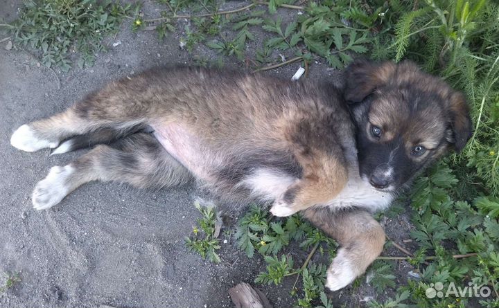 Щенки ищут дом