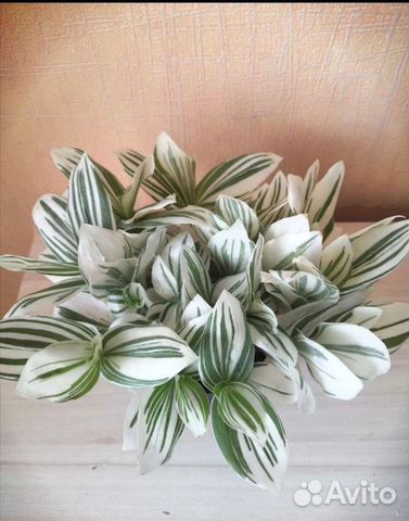 Комнатные цветы (Традесканция(альба) Хлорофитум