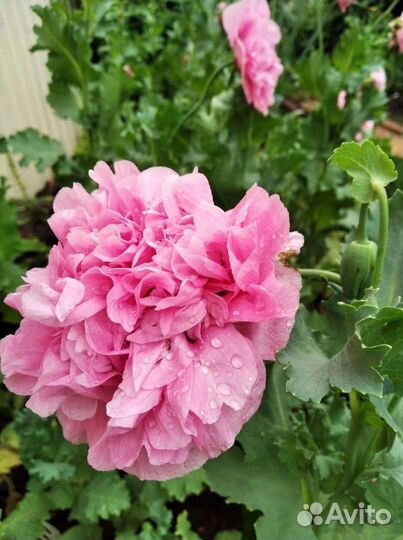 Папавер (мак) пионовидный и махровый, 2 сорта