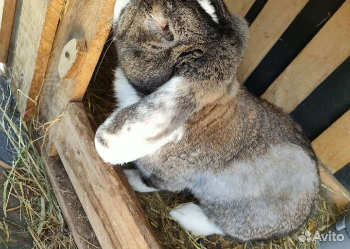 Кролики мясных пород