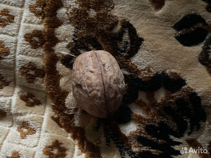 Орех грецкий