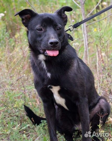 Собака Грушенька