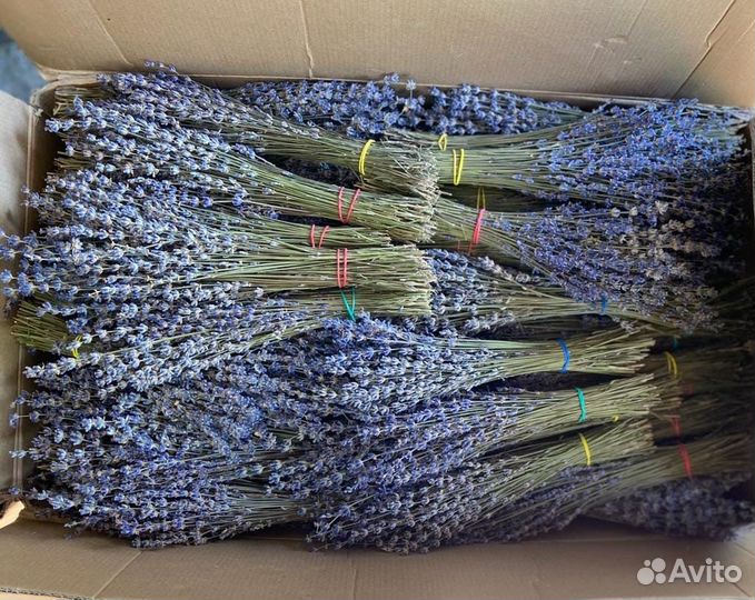 Лаванда для декора и флористов