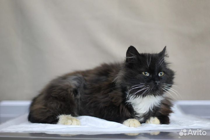 Красавчик котик Валет ищет дом