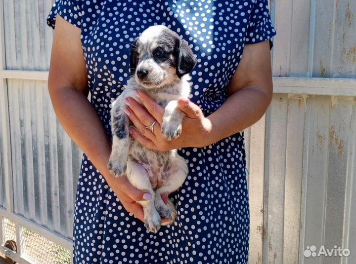 Щенки метисы в добрые руки