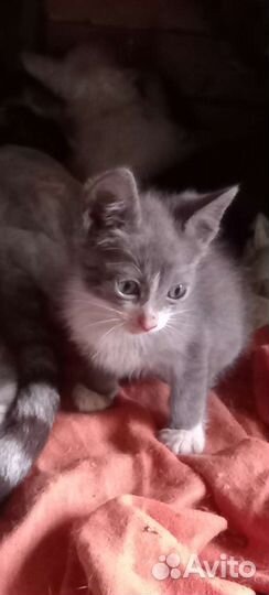 Кошки в добрые руки бесплатно