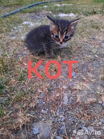 Котята в добрые руки приучены к лотку