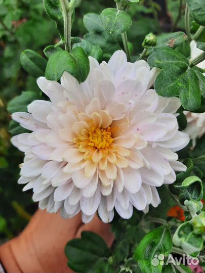 Хризантемы