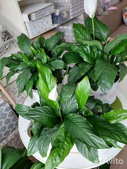 Спатифиллум