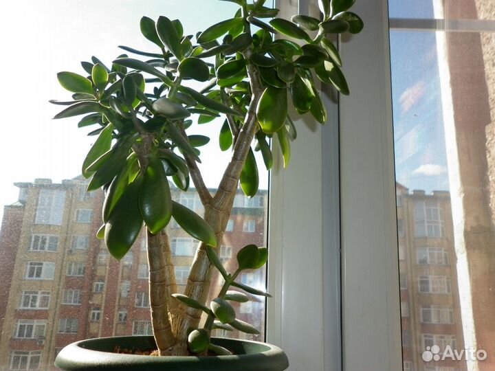 Комнатные домашние растения. денежное дерево