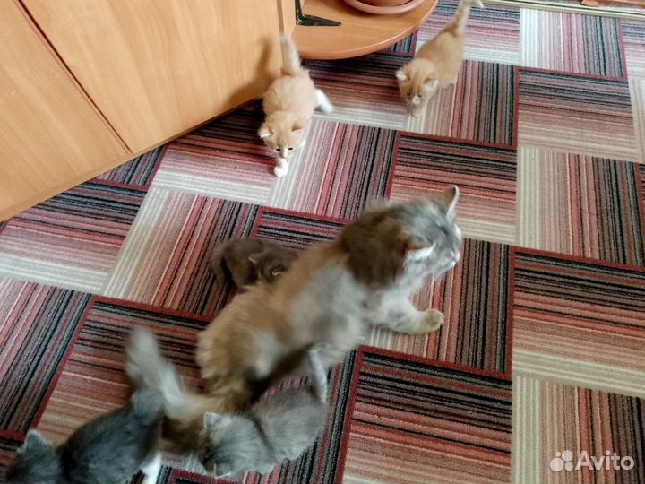 Котята