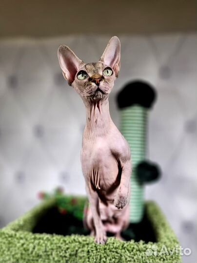 Котята сфинкс