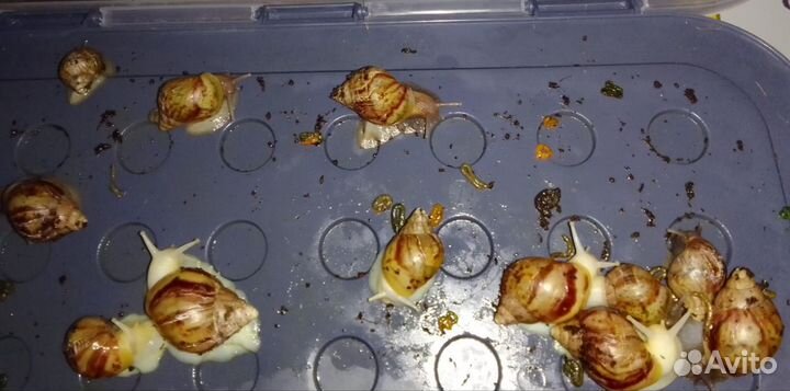 Африканские улитки