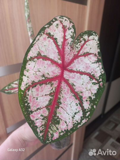 Каладиум tapestry