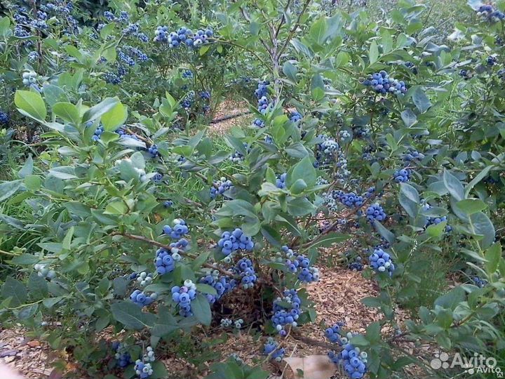 Саженцы 3-х летние Дюк голубика