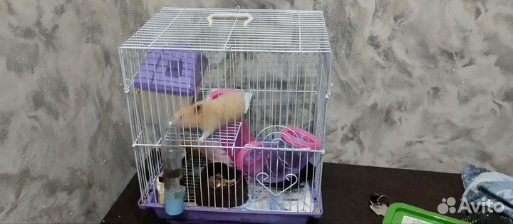 Серийские хомяки с клеткой