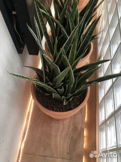 Искусственные цветы