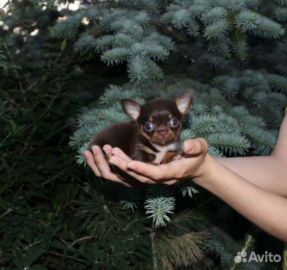 Чихуашечки, цены разные
