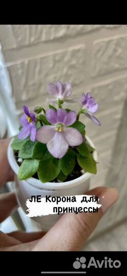 Детки сортовых фиалок