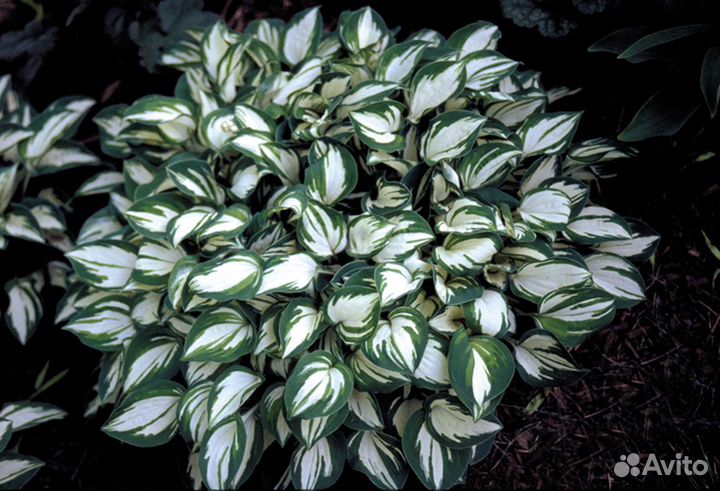 Хоста ромашка буквица доруникум флокс