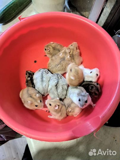 Джунгарики