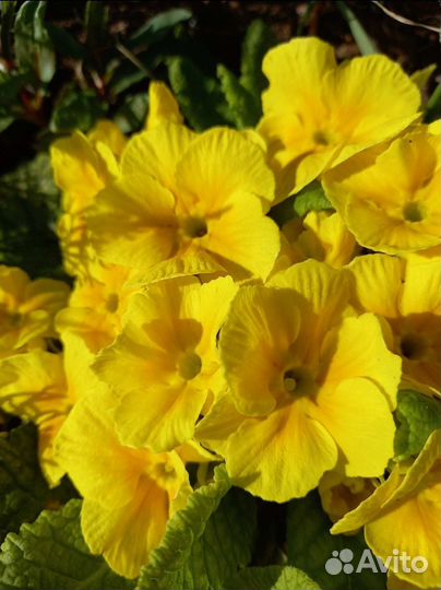 Примула бесстебельная