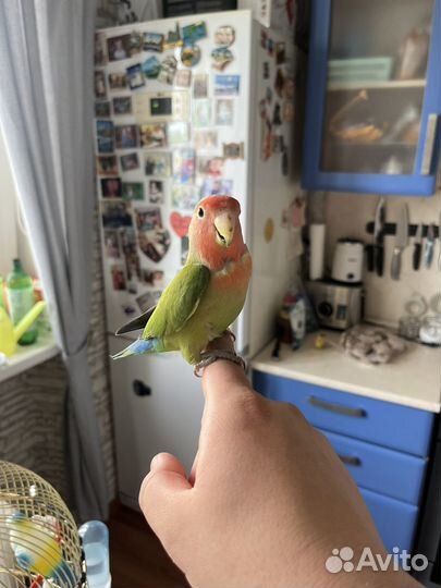 Попугай неразлучник с клеткой